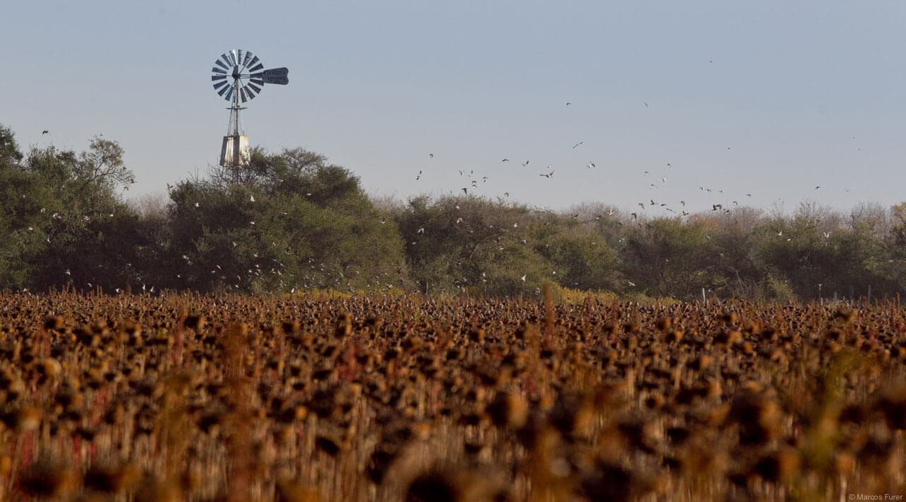 Pigeon and dove hunting fields near Escondido Lodge, western Córdoba