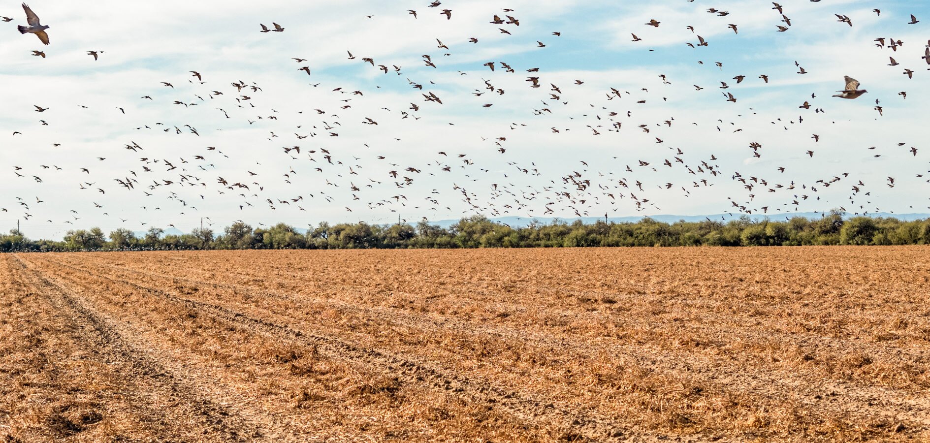 Pigeon and dove hunting fields in western Córdoba near Escondido Lodge