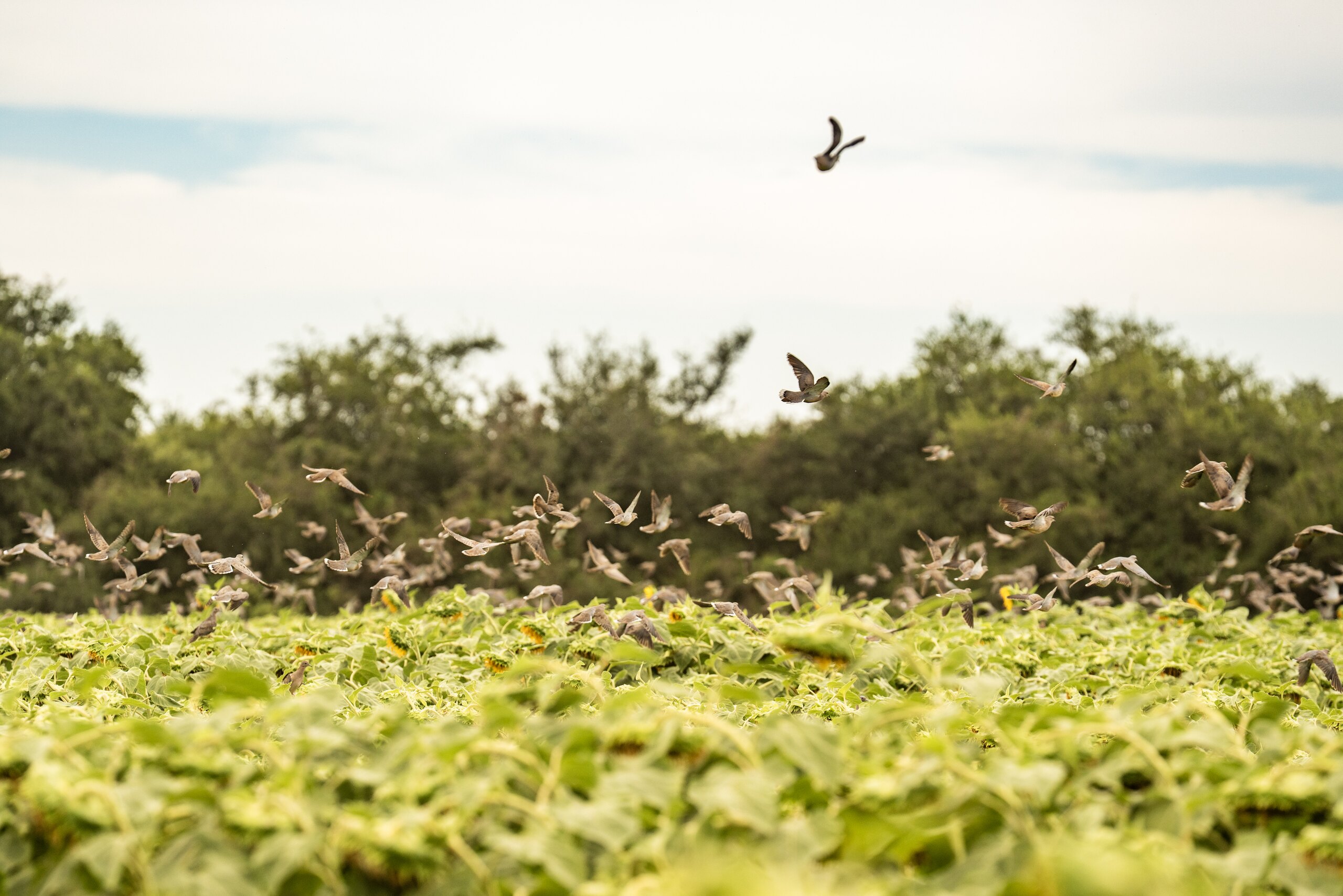 Córdoba dove habitat and fields around La Porteñita Lodge, Argentina
