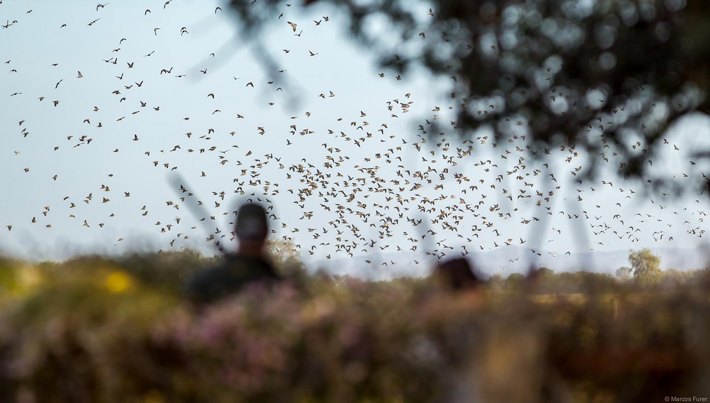 Dove shooting gallery 9