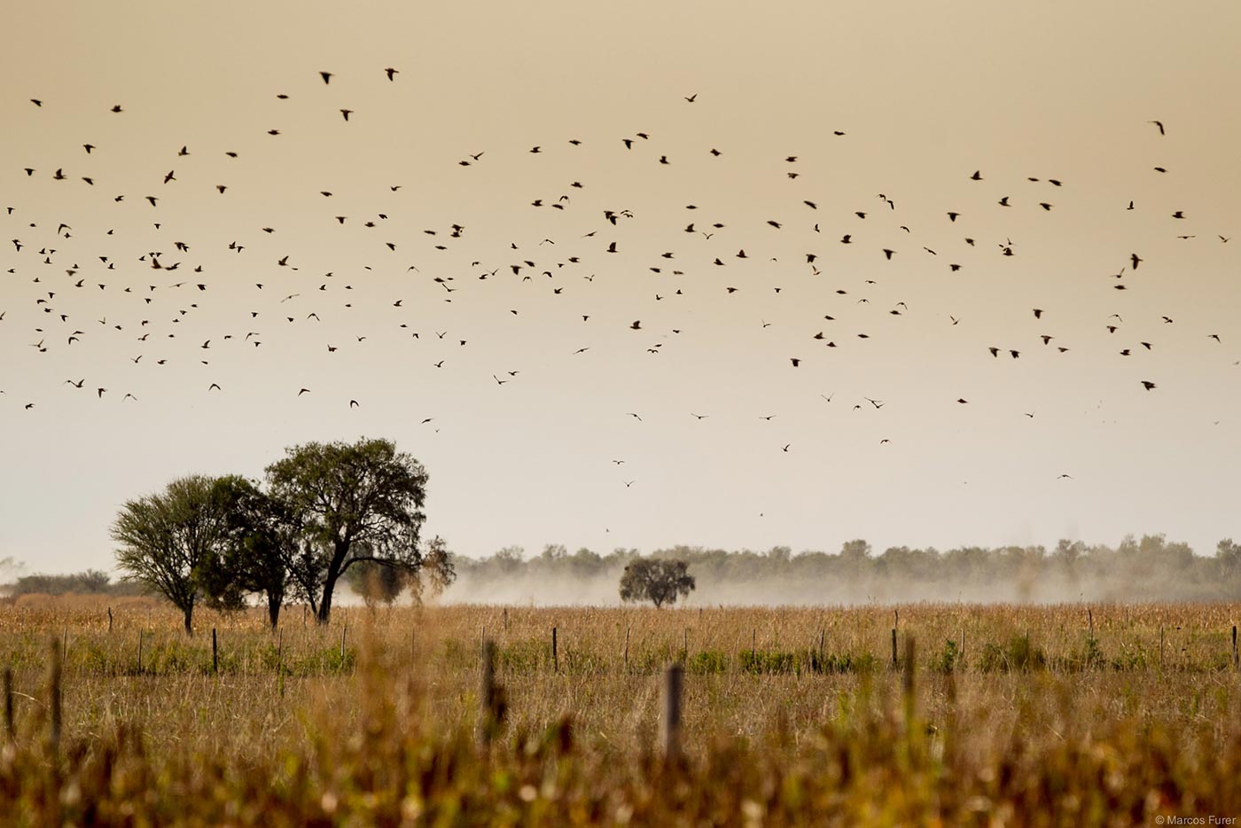 Dove shooting gallery 18