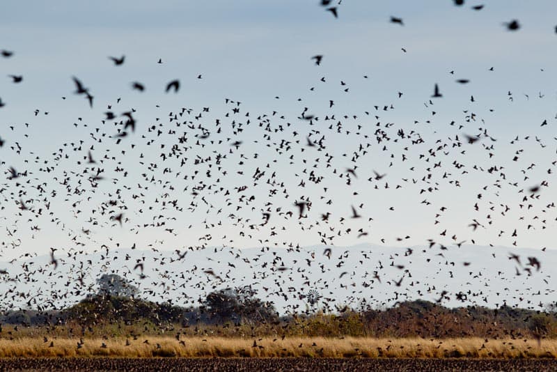 Eared dove in field